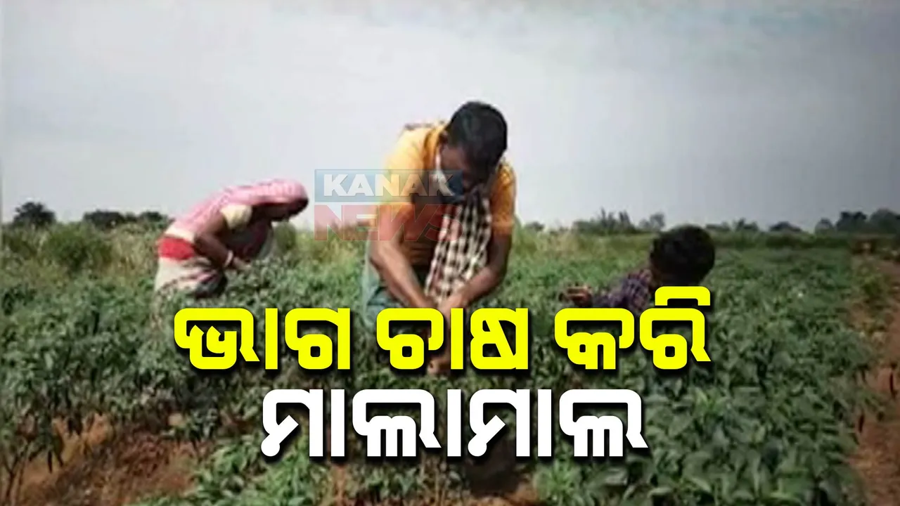  ଦୃଢ଼ ଇଛାଶକ୍ତି ଓ କଠିନ ପରିଶ୍ରମ ଦେଇଛି ସଫଳତା । ଭାଗଚାଷ କରି ଲକ୍ଷାଧିକ ଟଙ୍କା ରୋଜଗାର କରୁଛନ୍ତି ଯାଜପୁର ରଣାଗୁଣ୍ଡି ଗାଁର ଦୁର୍ଯ୍ୟୋଧନ