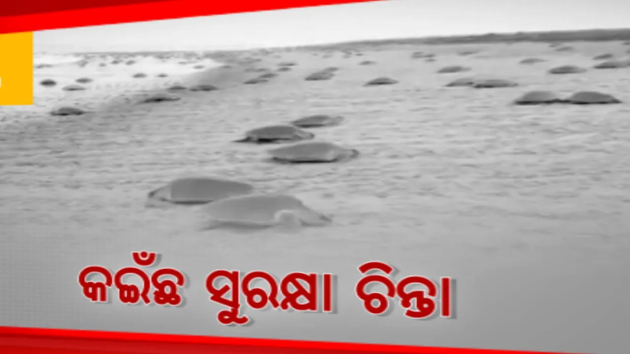 କଇଁଛଙ୍କ ଅଣ୍ଡାଦାନ ସମୟ । ପ୍ରଶାସନ ପକ୍ଷରୁ ସୁରକ୍ଷା ଉପରେ ବିଶେଷ ଗୁରୁତ୍ୱ । ହେଲେ ଅଚଳ ହୋଇପଡିଛି ଦୁଇ ଦୁଇଟି ସ୍ପିଡ୍ ବୋଟ