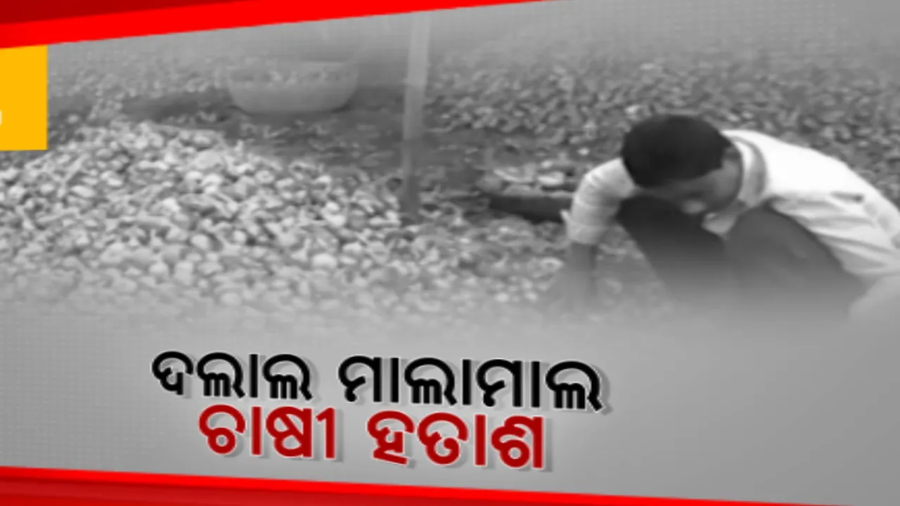 କଳାହାଣ୍ଡିରେ ଚିନ୍ତାରେ ପଡିଛନ୍ତି ପିଆଜ ଚାଷୀ । ଅମଳ ଫସଲ ରଖିବାକୁ ନାହିଁ ଶୀତଳ ଭଣ୍ଡାର କି ବଜାର ବ୍ୟବସ୍ଥା