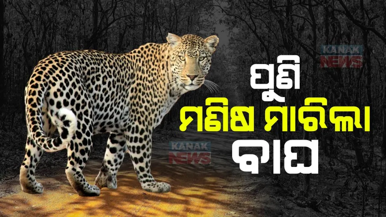  ପୁଣି ମଣିଷ ମାରିଲା କଲରାପତରିଆ ବାଘ । ଜଙ୍ଗଲରୁ ମୃତ ଦେହ ଉଦ୍ଧାର
