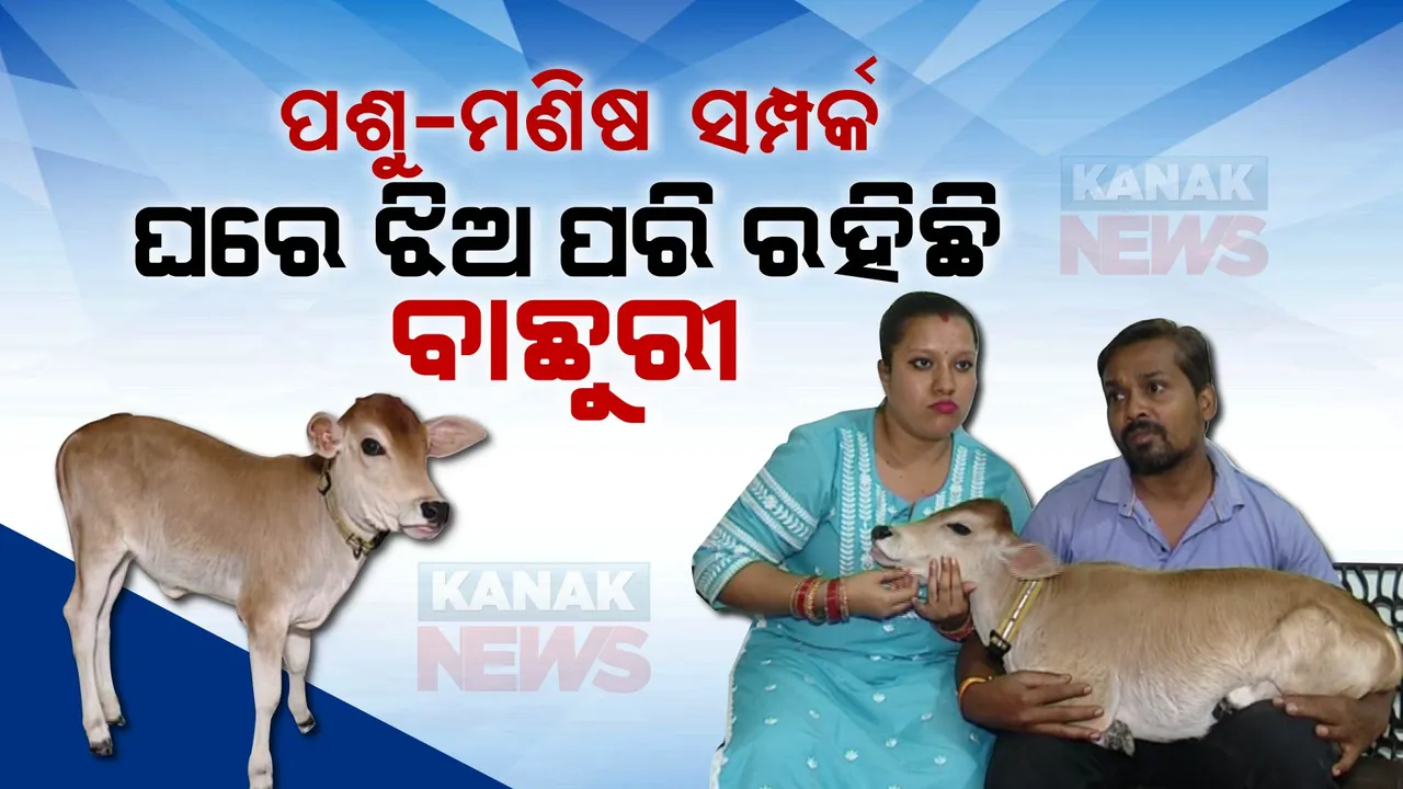  ପଶୁ ନୁହେଁ ପରିବାରର ସଦସ୍ୟ ପରି ଘରେ ରହିଛି ବାଛୁରୀ । ନିଜ ଝିଅ ପରି ଲାଳନପାଳନ କରୁଛନ୍ତି ଦମ୍ପତ୍ତି । ଭୁବନେଶ୍ୱରରେ ପଶୁ-ମଣିଷର ନିଆରା କାହାଣୀ...