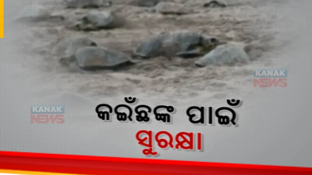  କଇଁଛଙ୍କ ଅଣ୍ଡାଦାନ ସମୟ ଥିବାରୁ ସୁରକ୍ଷା ନେଇ ବ୍ୟବସ୍ଥା । ବନ୍ଦ ହେଲା ମାଛ ମରା, ଟ୍ରଲର ଚଳାଚଳ ଉପରେ ରୋକ୍ । 