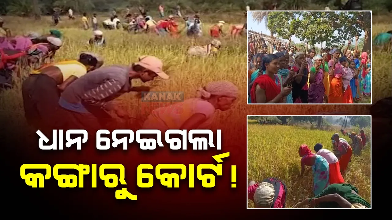  କଙ୍ଗାରୁ କୋର୍ଟର ଅଜବ ନିଷ୍ପତ୍ତି ।  ଗାଁ ସଭାର ରାୟ ନମାନିବାରୁ ୧୭ ପରିବାରର ବିଲରୁ ଧାନ କାଟି ନେଲେ ଲୋକେ ।