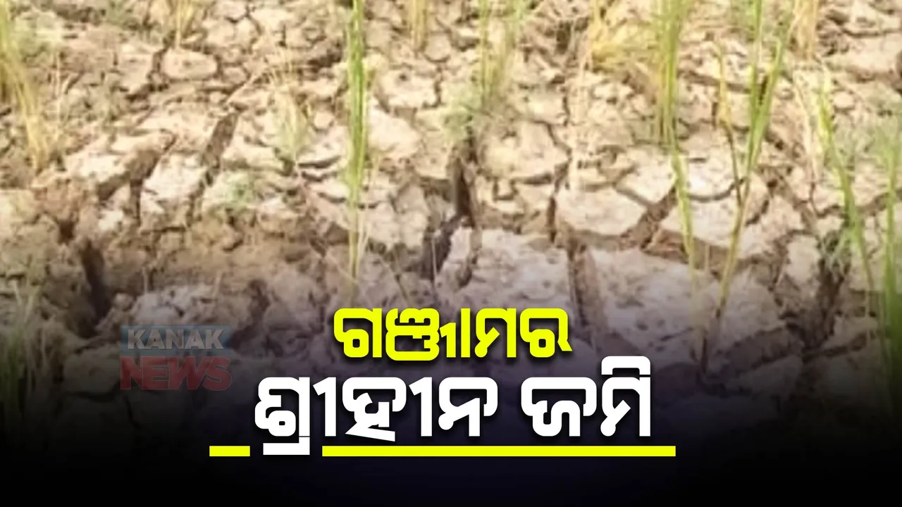  ଜଳ ଅଭାବରୁ ଚାଷ ଜମି ଫାଟି ଆଁ । ଏକର ଏକର ଚାଷ ଜମି ପଡିଛି ଶୁଖିଲା, ଫସଲ ନଷ୍ଟ ନେଇ ଚିନ୍ତାରେ ଚାଷୀ