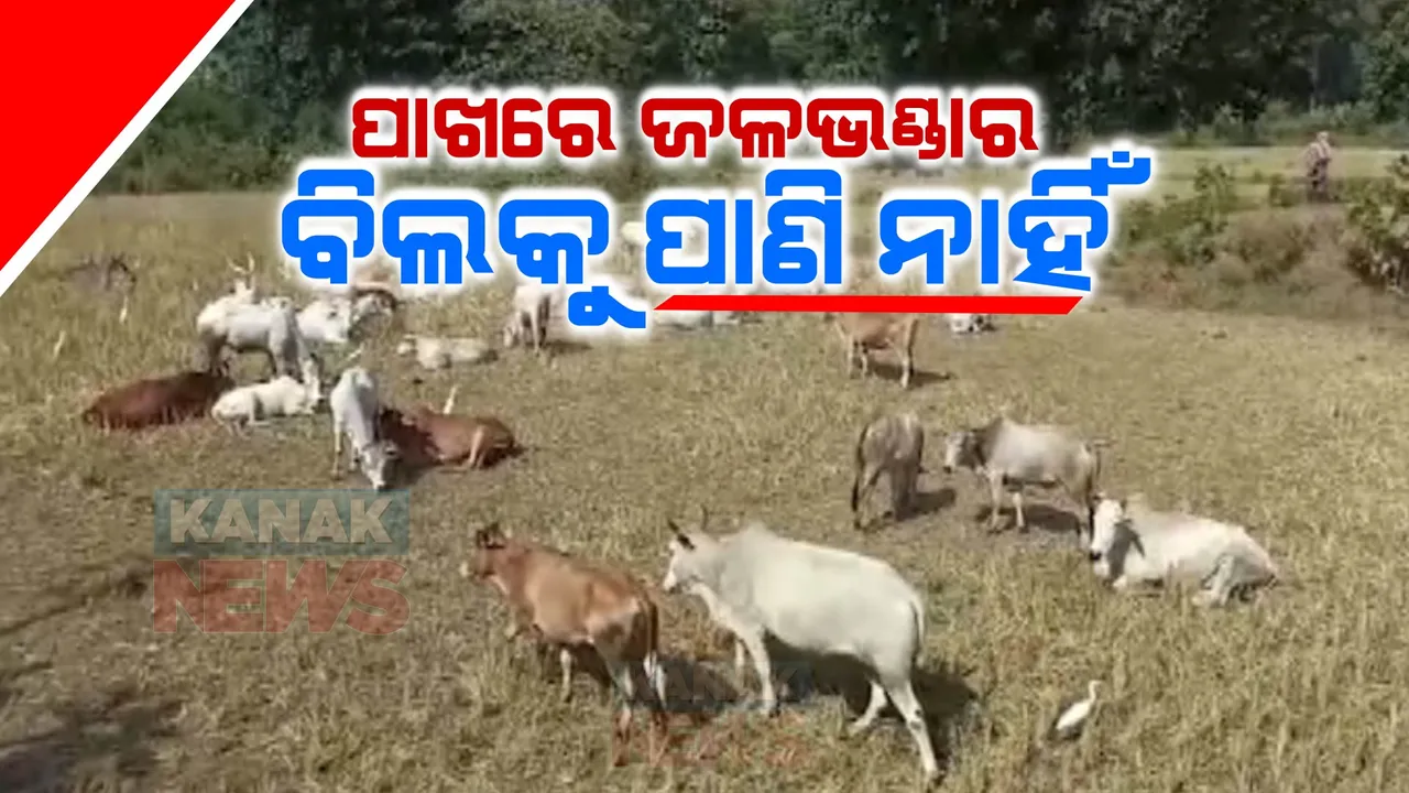  ଇନ୍ଦ୍ରାବତୀ ପାଦତଳେ ଚାଷୀ ନିରାଶ । ପାଣି ଅଭାବରୁ ଶୁଖିଲା ପଡ଼ିଛି ବିଲ