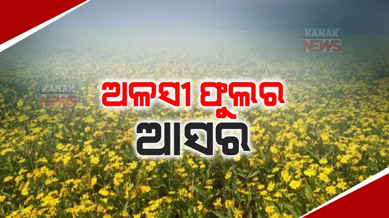  ଶୀତ ସକାଳରେ ଅଳସୀ ଫୁଲର ଆସର । ସୂର୍ଯ୍ୟଙ୍କ ପହିଲି କିରଣ ସାଙ୍ଗକୁ ପର୍ଯ୍ୟଟକଙ୍କୁ ବିମୋହିତ କରୁଛି ଅଳସୀ ଫୁଲ