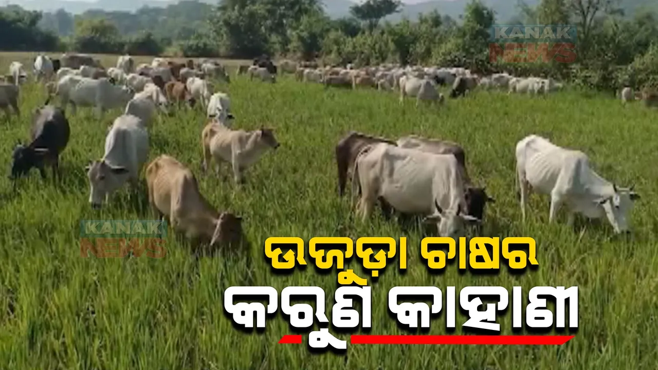  ସ୍ୱଳ୍ପ ବୃଷ୍ଟିପାତ ଓ ପାଣି ଅଭାବରୁ ଉଜୁଡ଼ିଗଲା ଫସଲ । ଜମିରେ ଗାଇ ଓ ମଇଁଷି ଛାଡିଦେଲେ ଆସିକା ଓ ଧରାକୋଟର ଚାଷୀ