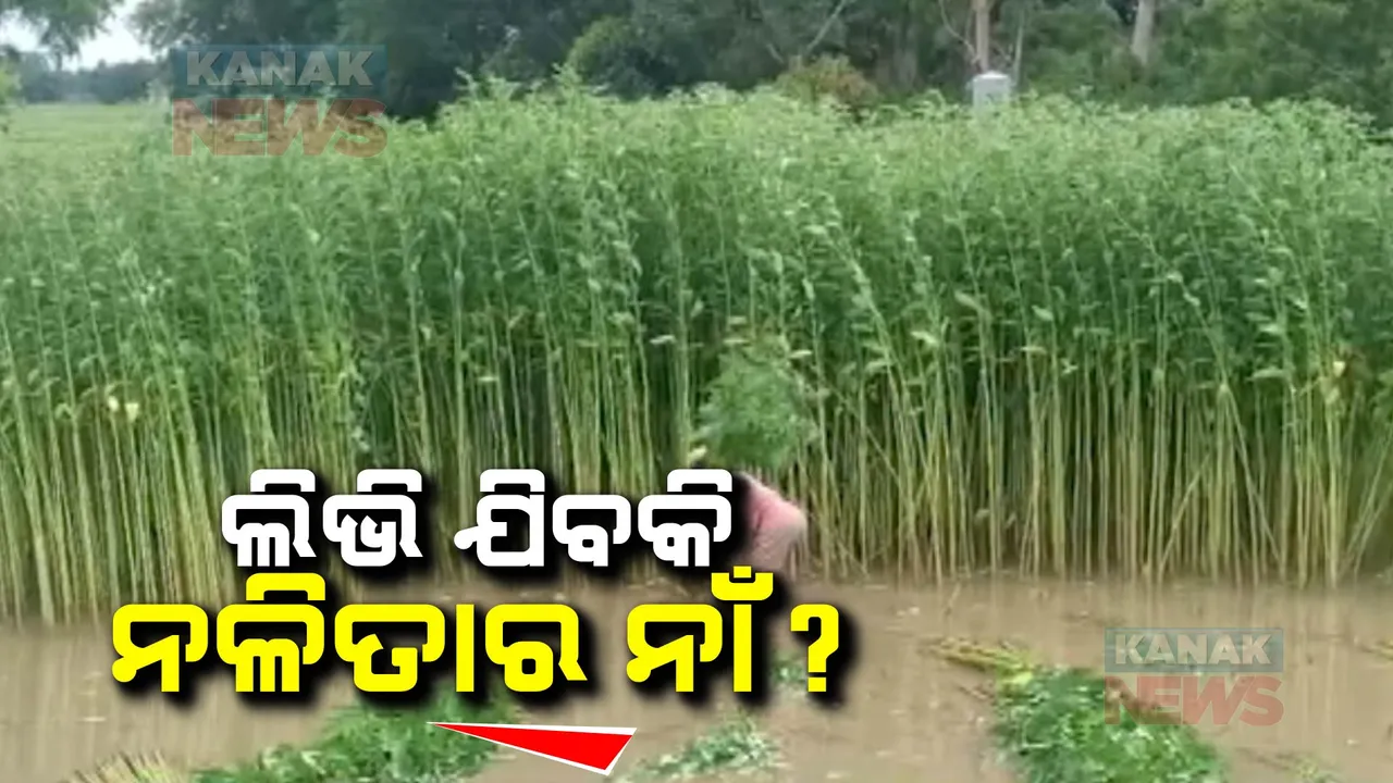  ଚାଷ କ୍ଷେତରୁ ଲିଭି ଯିବକି ନଳିତା ଚାଷ । ସାଲେପୁର, ନିଶ୍ଚିନ୍ତ କୋଇଲି ଓ ମାହାଙ୍ଗାରେ ନଳିତା ଚାଷରୁ ମୁହଁ ଫେରାଇ ନେଉଛନ୍ତି ଚାଷୀ