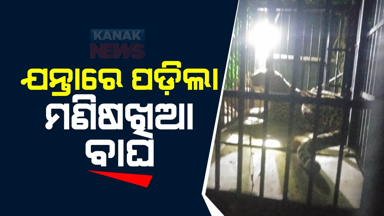  ଯନ୍ତାରେ ପଡ଼ିଲା ମଣିଷଖିଆ ବାଘ । ରାତିରେ କାବୁ କଲା ବନ ବିଭାଗ । ୫ ଦିନ ହେଲା ନୂଆପଡ଼ା ଜିଲ୍ଲାରେ ଖେଳାଇଥିଲା ଆତଙ୍କ ।