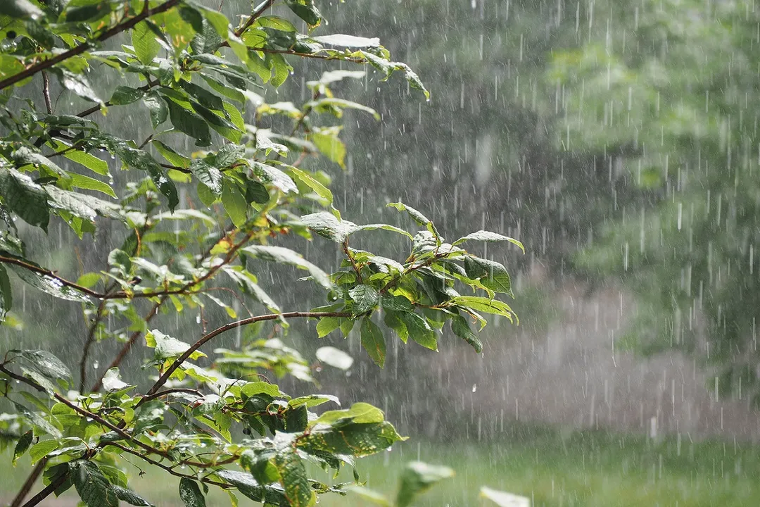  Shower in the garden. Downpour, pouring rain in the summer 