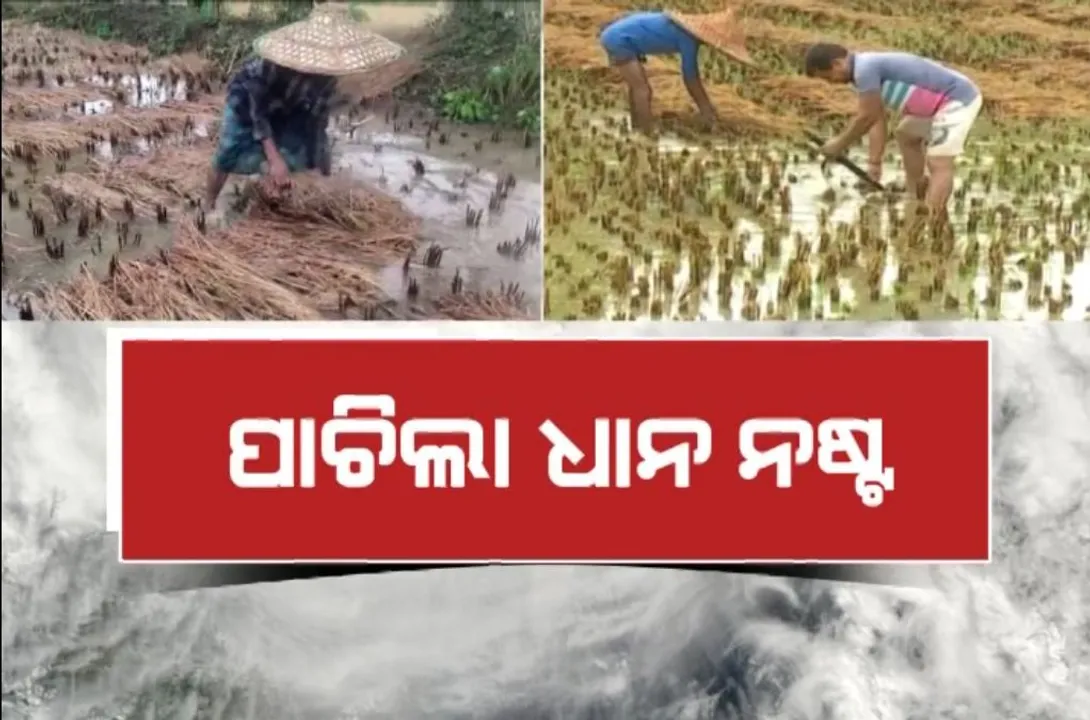  ଧାନ ଅମଳ ସମୟରେ ଦୁଃଖ ଦେଇଗଲା ବାତ୍ୟା ମିଗଜୋମ । ଆଭ୍ୟନ୍ତରୀଣ ଓ ଦକ୍ଷିଣ ଉପକୂଳ ଓଡ଼ିଶାରେ ଲଗାଣ ବର୍ଷା, ବିଲରେ ଲହଡ଼ି ଭାଙ୍ଗିଲା ପାଣି, ଭାସିଲା ପାଚିଲା ଧାନ