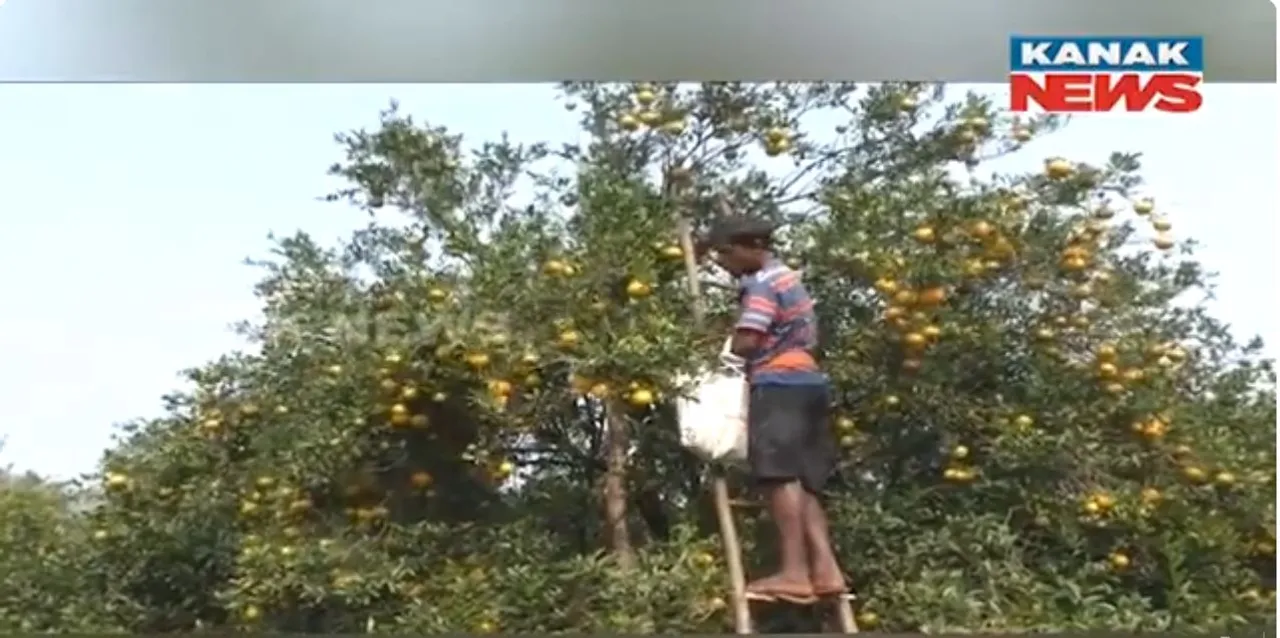  କମଳା ଚାଷ ପାଇଁ ଦେବଗଡ କୁଣ୍ଢେଇଗୋଳାର ରହିଛି ସ୍ୱତନ୍ତ୍ର ପରିଚୟ । ବର୍ଷକୁ ୨ ହଜାର ମେଟ୍ରିକ ଟନ୍ କମଳା ହେଉଛି ଅମଳ