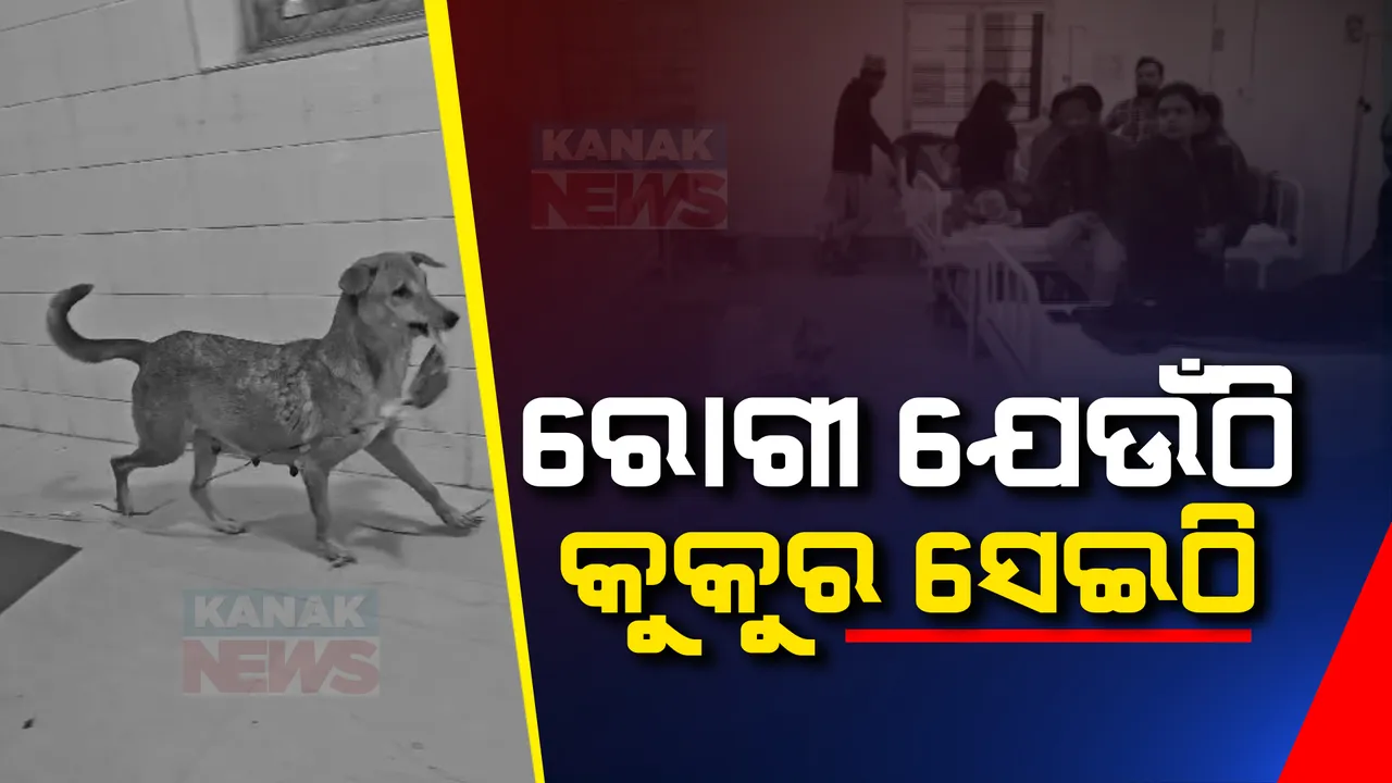  ପୁରୀ ହସ୍ପିଟାଲରେ କୁକୁର ଦୌରାତ୍ମ୍ୟ । କୁକୁର ରକ୍ତ ପିଭିସି ପାଇପ୍ କାମୁଡି ନେଉଥିବା ଦୃଶ୍ୟ ବିଚଳିତ କରୁଛି ।