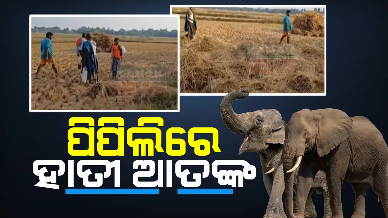  ପୁରୀ ଜିଲ୍ଲା କଣାସ ଦିବ୍ୟସିଂହପୁରରେ ଜଙ୍ଗଲୀ ହାତୀର ଆତଙ୍କ । ପାଚିଲା ଧାନକୁ ଦଳି ଚକଟି ନଷ୍ଟ କରିଛି ହାତୀ । ଭୟରେ ଗାଁରେ ପଡ଼ୁଛି ତାଟି କବାଟ ।