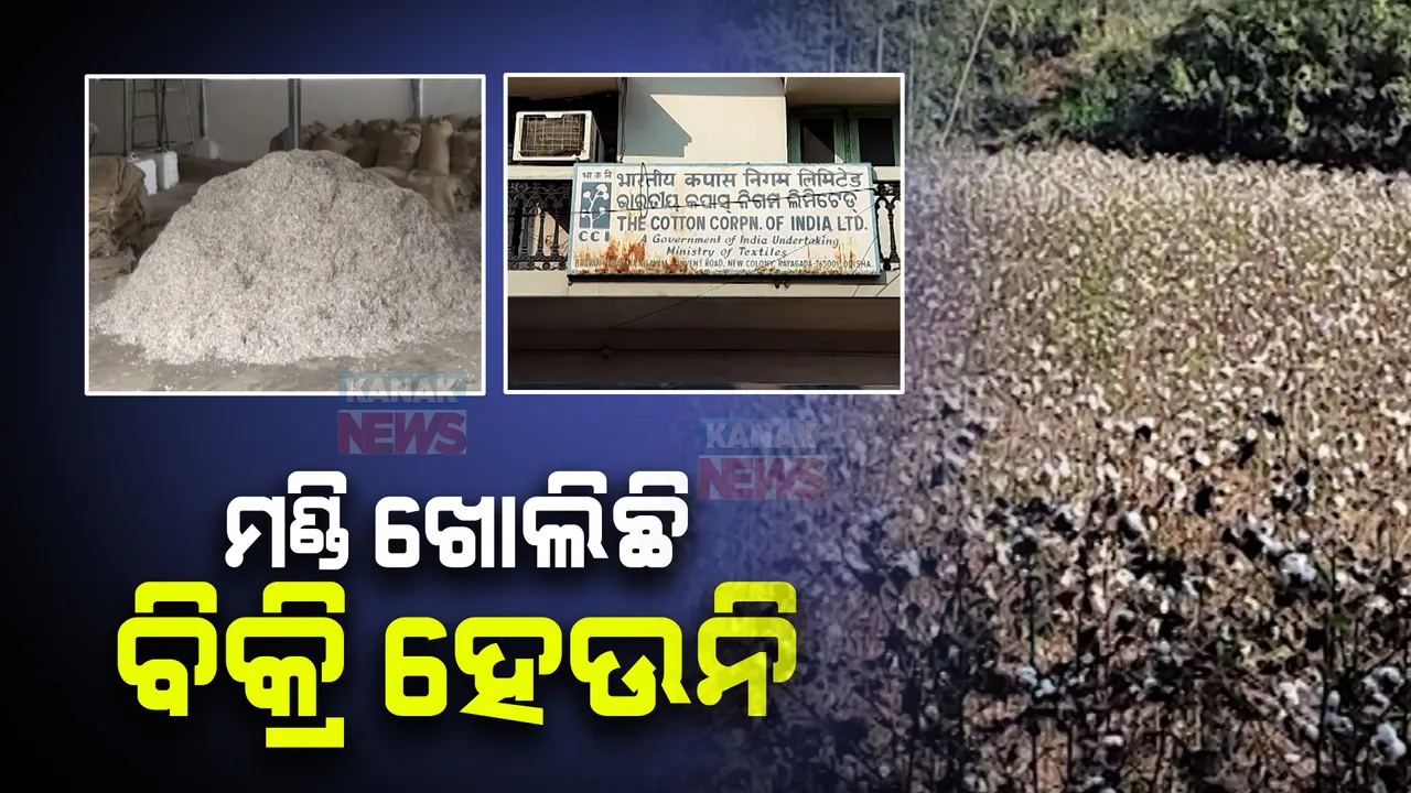  ରାୟଗଡାରେ କପା ଚାଷ କରି ହରଡଘଣାରେ ଚାଷୀ । ଗୁଣୁପୁର ମଣ୍ଡିରେ କପା କିଣା ଯାଉଥିବା ବେଳେ ରାୟଗଡାରେ ହେଉନି ବିକ୍ରି