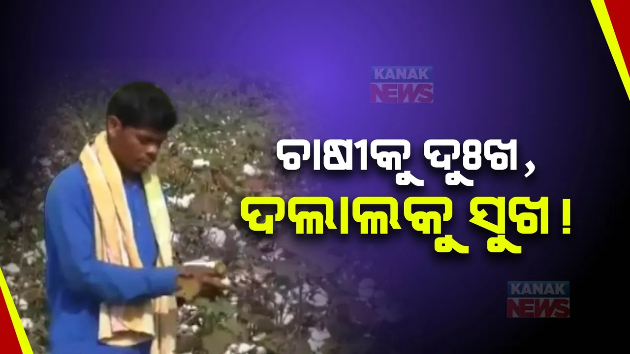  ସଙ୍କଟରେ ପଡିଛି କପା ଚାଷୀ । କଳାହାଣ୍ଡିର ମଣ୍ଡିର ଅବ୍ୟବସ୍ଥା ଯୋଗୁ ପଡି ରହିଛି କୁଇଂଟାଲ କୁଇଂଟାଲ କପା