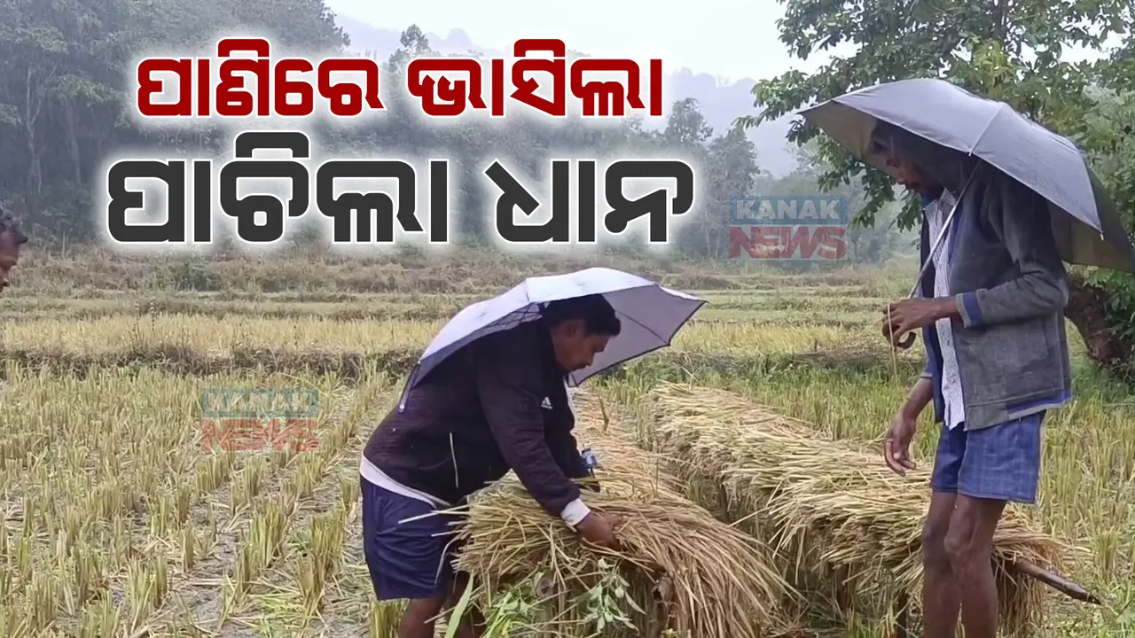  ଛତିଶଗଡ଼ ମୁହାଁ ଦୁର୍ବଳ ବାତ୍ୟା ମିଗଜୋମ । ଝିପି ଝିପି ବର୍ଷାରେ ଭିଜିଲା ଟୁଇନସିଟି, ସେପଟେ ପାଣିରେ ଭାସିଲା ପାଚିଲା ଧାନ