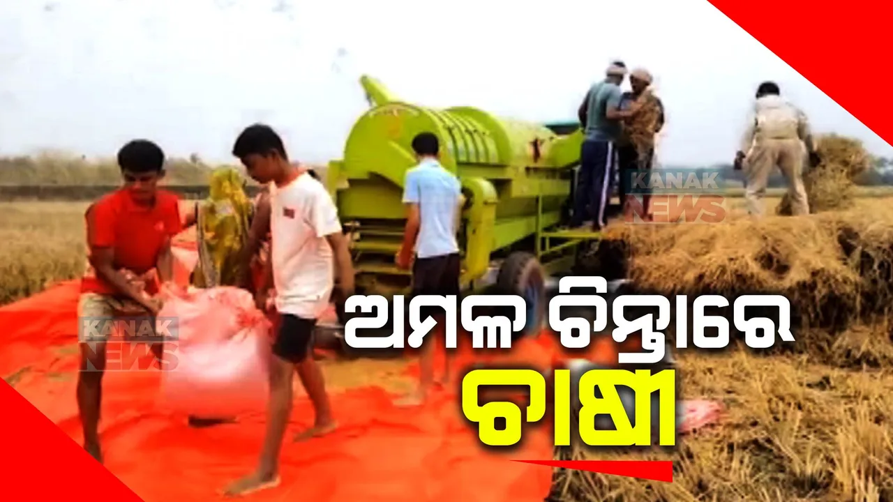  ସମ୍ଭାବ୍ୟ ବାତ୍ୟା ବଢ଼ାଇଲା ଚାଷୀର ଚିନ୍ତା: ବର୍ଷା ଆଶଙ୍କାରେ ଫସଲ ଅମଳରେ ଲାଗିପଡ଼ିଛନ୍ତି ଚାଷୀ