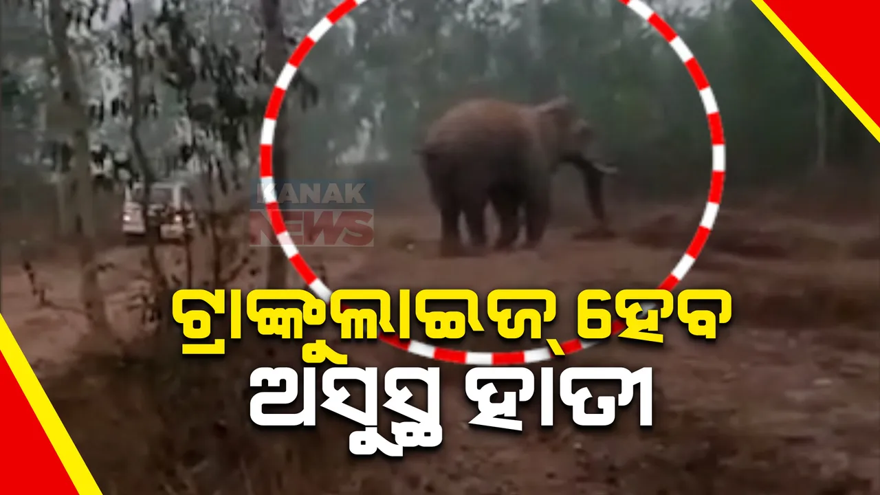  ଟ୍ରାଙ୍କୁଲାଇଜ୍ ହେବ ଅସୁସ୍ଥ ହାତୀ । ଗତ ୮ ଦିନ ହେଲା ବାମ ଗୋଡ଼ରେ ଆଘାତ ଯୋଗୁଁ ଅସୁସ୍ଥ ରହିଛି ହାତୀ ।