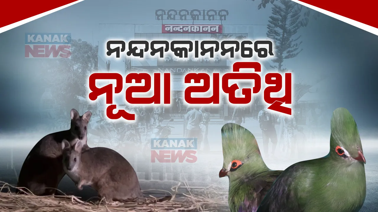  ନନ୍ଦନକାନନ ପ୍ରାଣୀ ଉଦ୍ୟାନକୁ ଆସିଲେ ୪ ନୂଆ ଅତିଥି । ପ୍ରଥମ ଥର ପାଇଁ ଆସିଛନ୍ତି ୨ଟି ୱାଲାବି ଓ ୨ଟି ଲିଭିଂଷ୍ଟୋନ ଟୁରାକୋ ।