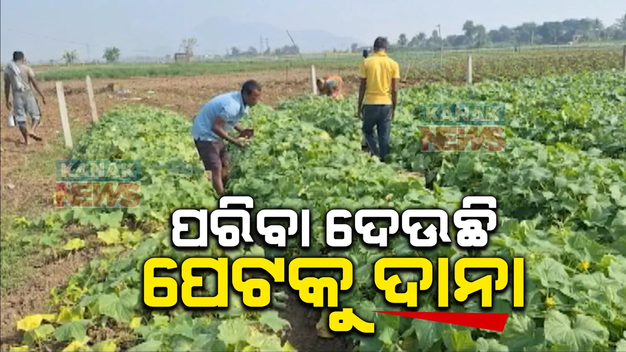  ପରିବା ଚାଷର ଗାଁ ହାଟଡିହିର ଶିବନାରାୟଣପୁର । ଚାଷ କରି ପେଟ ପୋଶୁଛନ୍ତି ୭ଶହ ପରିବାର