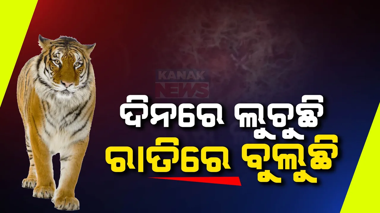  ଦିନରେ ଲୁଚୁଛି ,ରାତିରେ ବୁଲୁଛି ମହାବଳ ବାଘ । ରାୟଗଡାରେ ବାଛୁରୀକୁ ଖାଇଥିବା ନେଇ ବନ ଅଧିକାରୀଙ୍କ ସୂଚନା