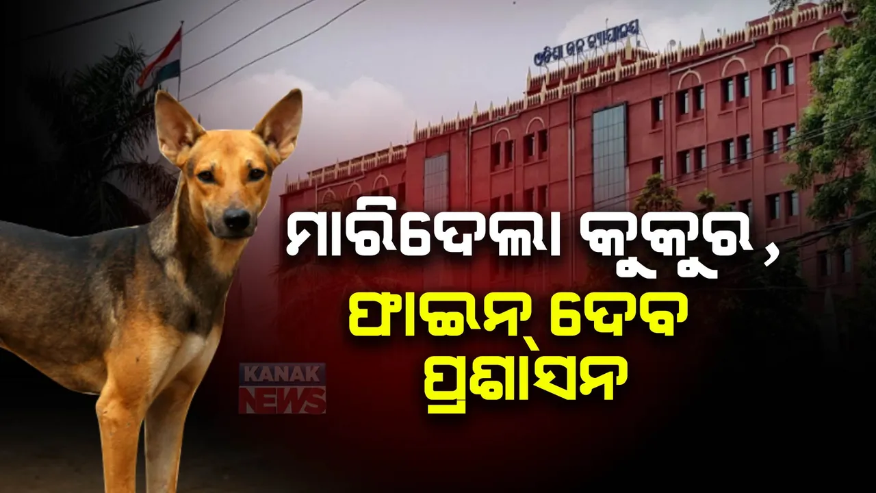  ବୁଲାକୁକୁର କାମୁଡ଼ିଲେ ଦାୟୀ ରହିବ ପୌର ପ୍ରଶାସନ । ୮ ବର୍ଷ ତଳର ମାମଲାରେ ଦୃଷ୍ଟାନ୍ତମୂଳକ ରାୟ ଦେଲେ ହାଇକୋର୍ଟ