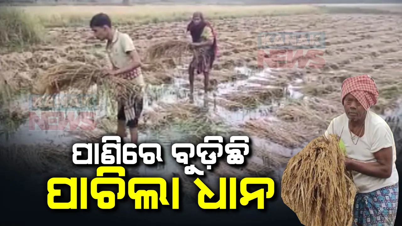  ବାତ୍ୟା ଗଲା ଦୁଃଖ ଆଣିଲା: ଚାଷ ଉଜାଡିଦେଲା ‘ମିଗଜୋମ୍’