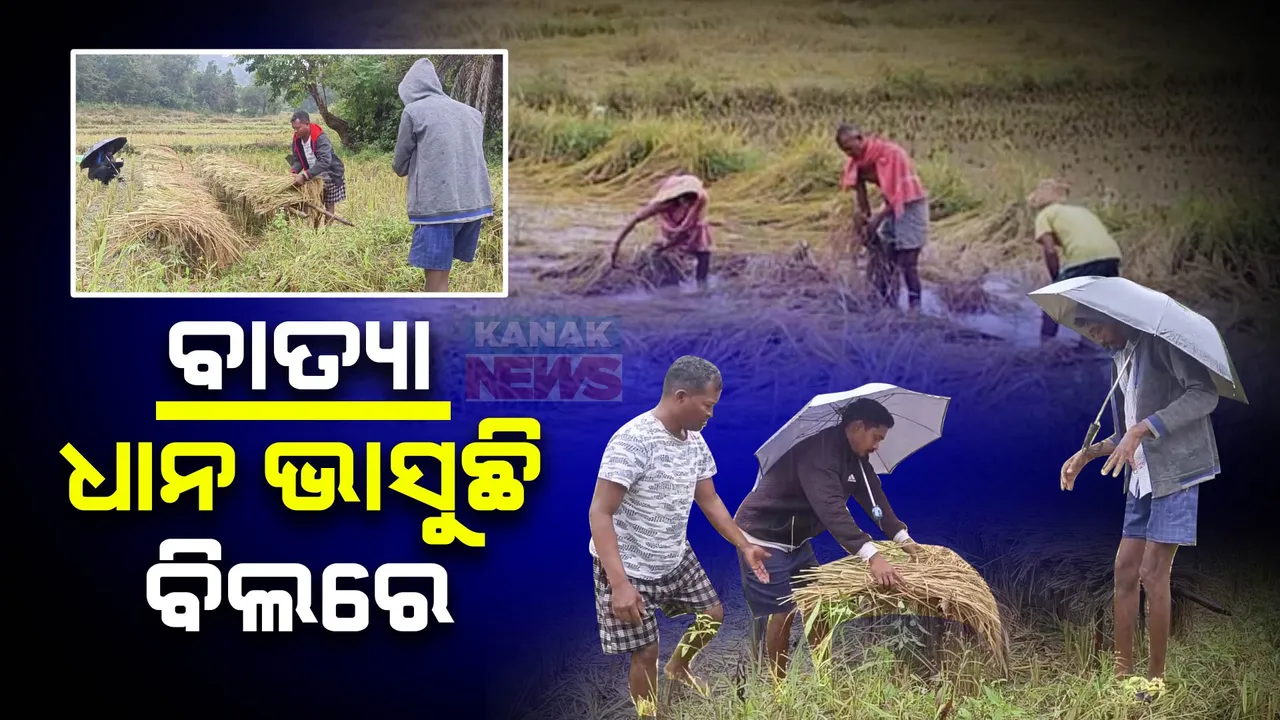  ଦୁର୍ବଳ ବାତ୍ୟା ମିଗଜୋମ୍ । ବିଭିନ୍ନ ସ୍ଥାନରେ କୋହଲା ପାଗ ସହ ଲାଗି ରହିଛି ଝିପି ଝିପି ବର୍ଷା, ପାଣିରେ ଭାସିଲା ପାଚିଲା ଧାନ