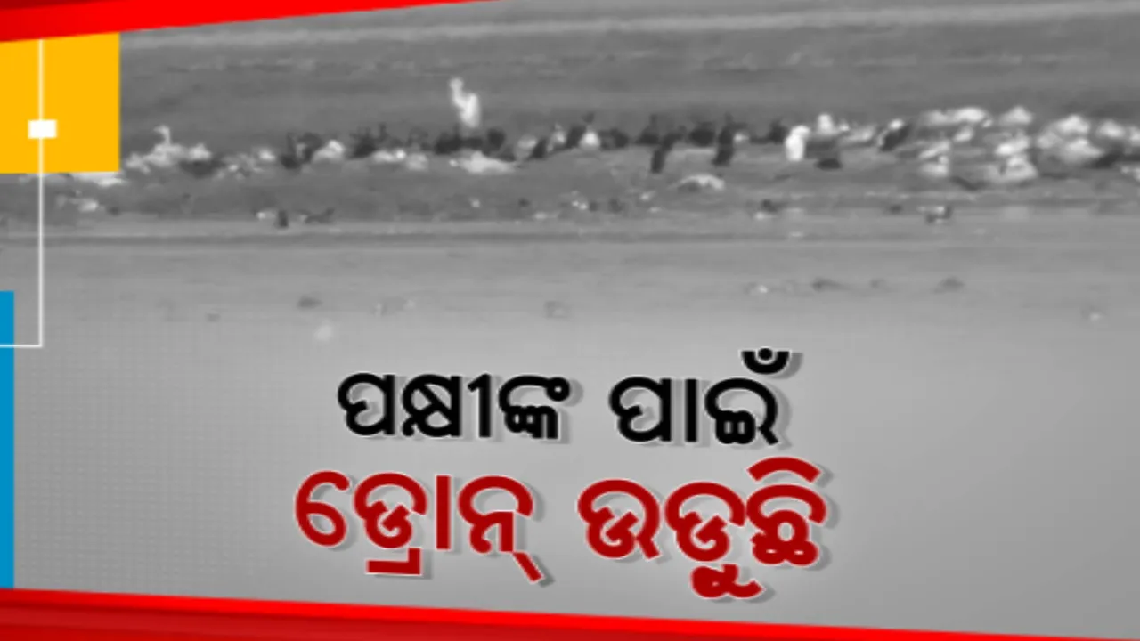  ଲକ୍ଷାଧିକ ବିଦେଶୀ ପକ୍ଷୀଙ୍କ ସୁରକ୍ଷା ଚିନ୍ତା । ଚିଲିକା ଉପରେ ଉଡୁଛି ଡ୍ରୋନ୍ କ୍ୟାମେରା । ସଜାଗ ବନବିଭାଗ