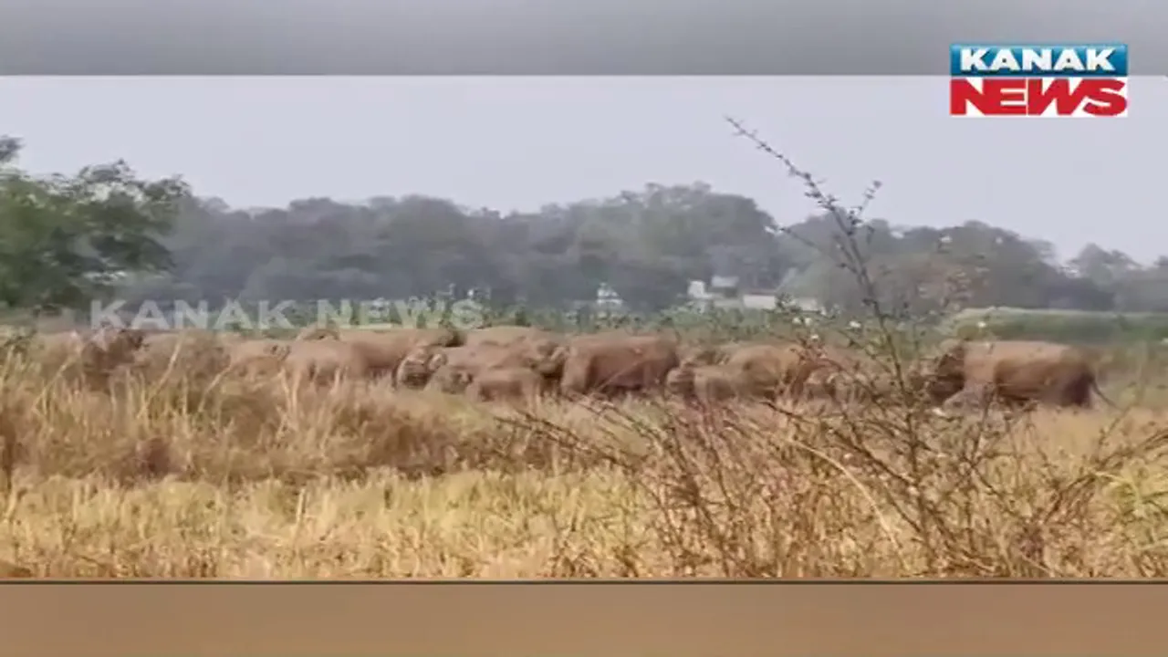  ଢେଙ୍କାନାଳରେ ହାତୀ ଆତଙ୍କ । ଗାଁରେ ପଶି ଘରଦ୍ୱାର ଭାଙ୍ଗିବା ସହ ଏକର ଏକର ଫସଲ କଲେ ନଷ୍ଟ ।