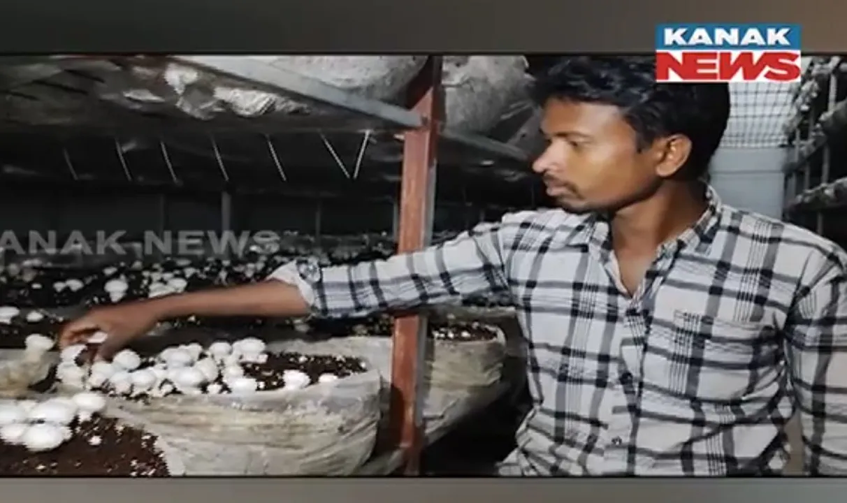  ଜୈବିକ ପଦ୍ଧତିରେ ଛତୁ ଚାଷ କରି ଚର୍ଚ୍ଚାରେ ବାଲେଶ୍ୱରର କୃଷି ଗବେଷକ ବିନୟ କୁମାର । ମାସକୁ ମିଳୁଛି ଲକ୍ଷାଧିକ ଟଙ୍କା