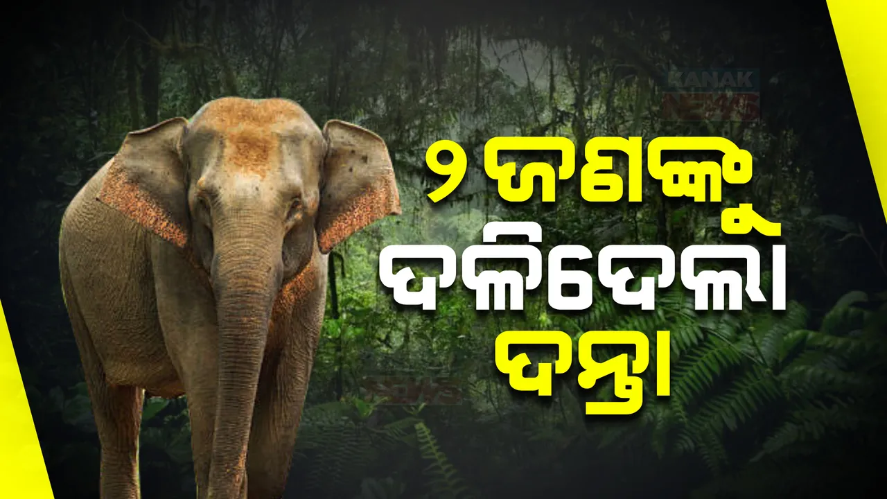  ହାତୀ ନେଲା ଦୁଇ ଜୀବନ । ଘର ଅଗଣାରେ ବସିଥିବାବେଳେ ଦଳିଦେଲା ଦନ୍ତା । ଘଟଣାସ୍ଥଳରେ ୨ ସମ୍ପର୍କୀୟଙ୍କ ମୃତ୍ୟୁ ।