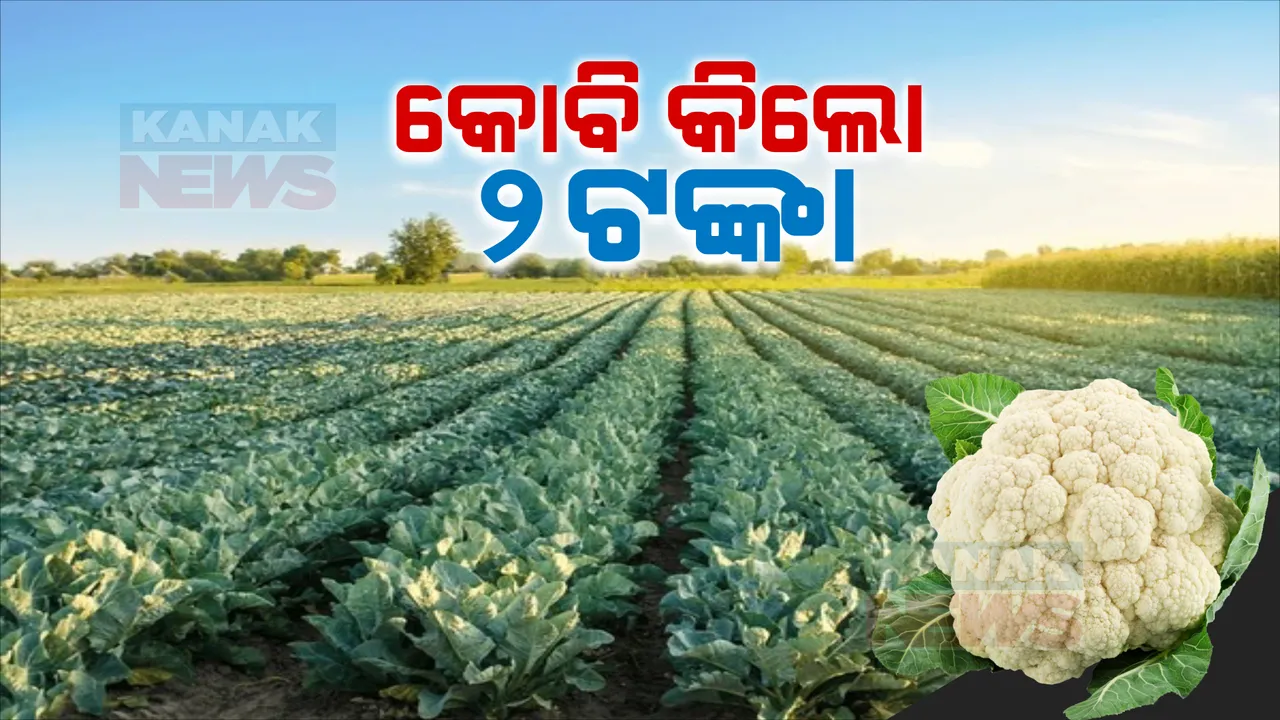  କୋବି ଚାଷୀଙ୍କ ଦୁଃଖ । ଏଥର ଗଞ୍ଜାମ ଜିଲ୍ଲାରେ ହୋଇଛି ଭଲ ଫୁଲକୋବି ଚାଷ ହେଲେ କିଲୋ ପିଛା ମାତ୍ର ୨ ଟଙ୍କା । ଖର୍ଚ୍ଚ ଦର ବି ମିଳୁନି ।