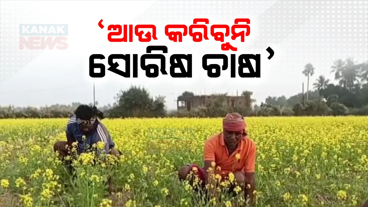  ଥମୁନି ସୋରିଷ ଚାଷୀଙ୍କ ଦୁଃଖ । ଚାଷରୁ ମିଳୁନି ଲାଭ, ରୋଗ ପୋକରୁ ନେଇ ବିପର୍ଯ୍ୟୟରେ ଚାଷ ନଷ୍ଟ ହେଲେ ମିଳୁନି ସରକାରୀ ସାହାଯ୍ୟ ସହଯୋଗ