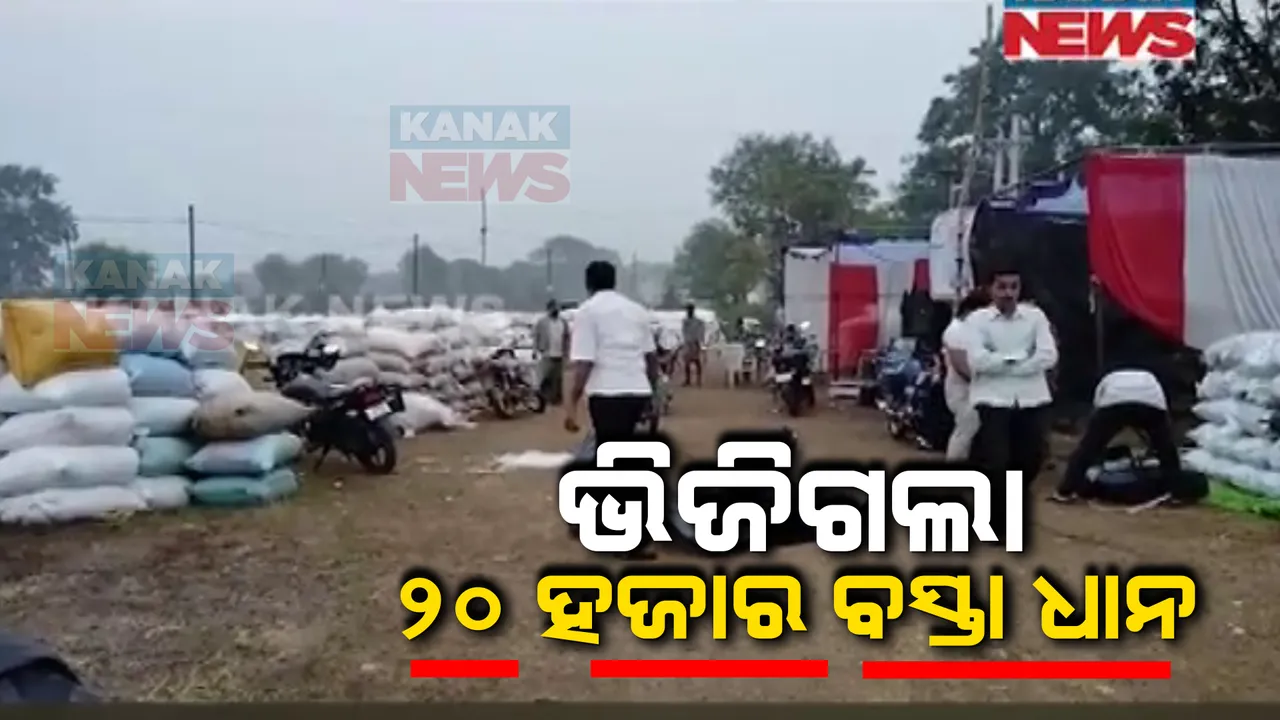  ମରୁଡି, ବନ୍ୟା ପରେ ଏବେ ଦାଉ ସାଧିଛି ଅଦିନିଆ ବର୍ଷା । ଭିଜିଗଲା ପଦ୍ମପୁର ବରିକେଲ ମଣ୍ଡିରେ ପଡି ରହିଥିବା ୨୦ ହଜାର ବସ୍ତା ଧାନ