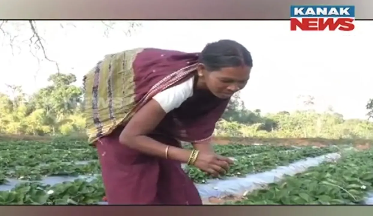  କନ୍ଧମାଳରେ ସଫଳ ହେଉଛି ଷ୍ଟ୍ରବେରୀ ଚାଷ । ୬ଟି ବ୍ଲକରେ ୩୦ ଏକର ଜମିରେ ଫଳିଛି ଲାଲ ରଙ୍ଗର ଷ୍ଟ୍ରବେରୀ
