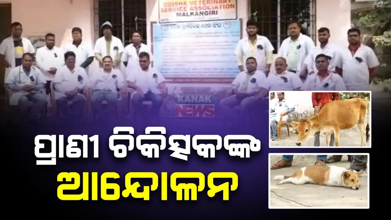  ୪ ଦଫା ଦାବି ନେଇ ରାଜ୍ୟବ୍ୟାପୀ ପ୍ରାଣୀ  ଚିକିତ୍ସକଙ୍କ ଆନ୍ଦୋଳନ । ଭେଟନାରୀ ଡାକ୍ତରଙ୍କ ଆନ୍ଦୋଳନ ପାଇଁ ବାଧାପ୍ରାପ୍ତ ପ୍ରାଣୀ ଚିକିତ୍ସା ।