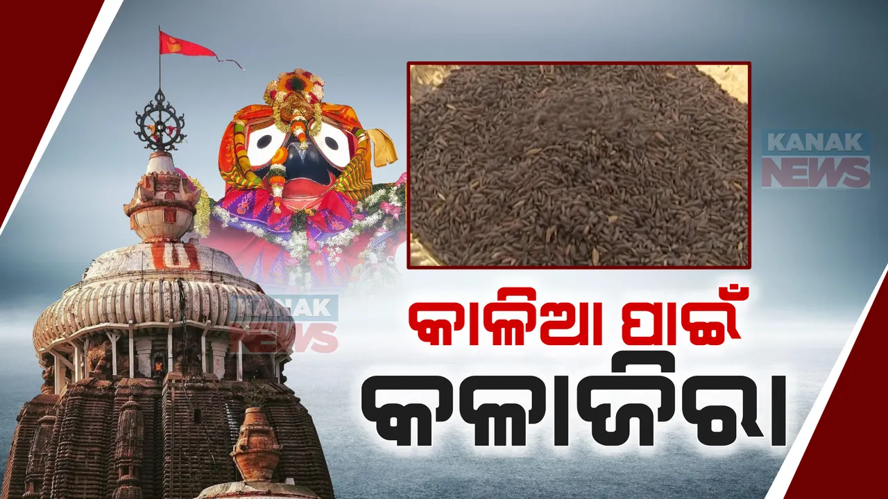 ପ୍ରଭୁ ଜଗନ୍ନାଥଙ୍କ ରୋଷ ଶାଳରେ ମହକିବ କଳା ଜିରା ଚାଉଳ । ଶାବର ଶ୍ରୀ କ୍ଷେତ୍ରରୁ ପୁରୀକୁ ଯିବ କୋରାପୁଟରର କଳାଜିରା