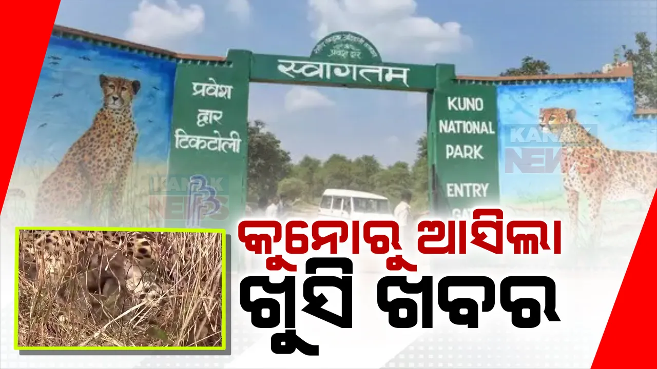  ଜାତୀୟ କୁନୋ ଉଦ୍ୟାନରୁ ଆସିଲା ଭଲ ଖବର । ୩ ଶାବକଙ୍କୁ ଜନ୍ମ ଦେଲା ଚିତା ଜ୍ୱାଲା । ଟ୍ୱିଟ୍ କରି ସୂଚନା ଦେଲେ କେନ୍ଦ୍ରମନ୍ତ୍ରୀ ।