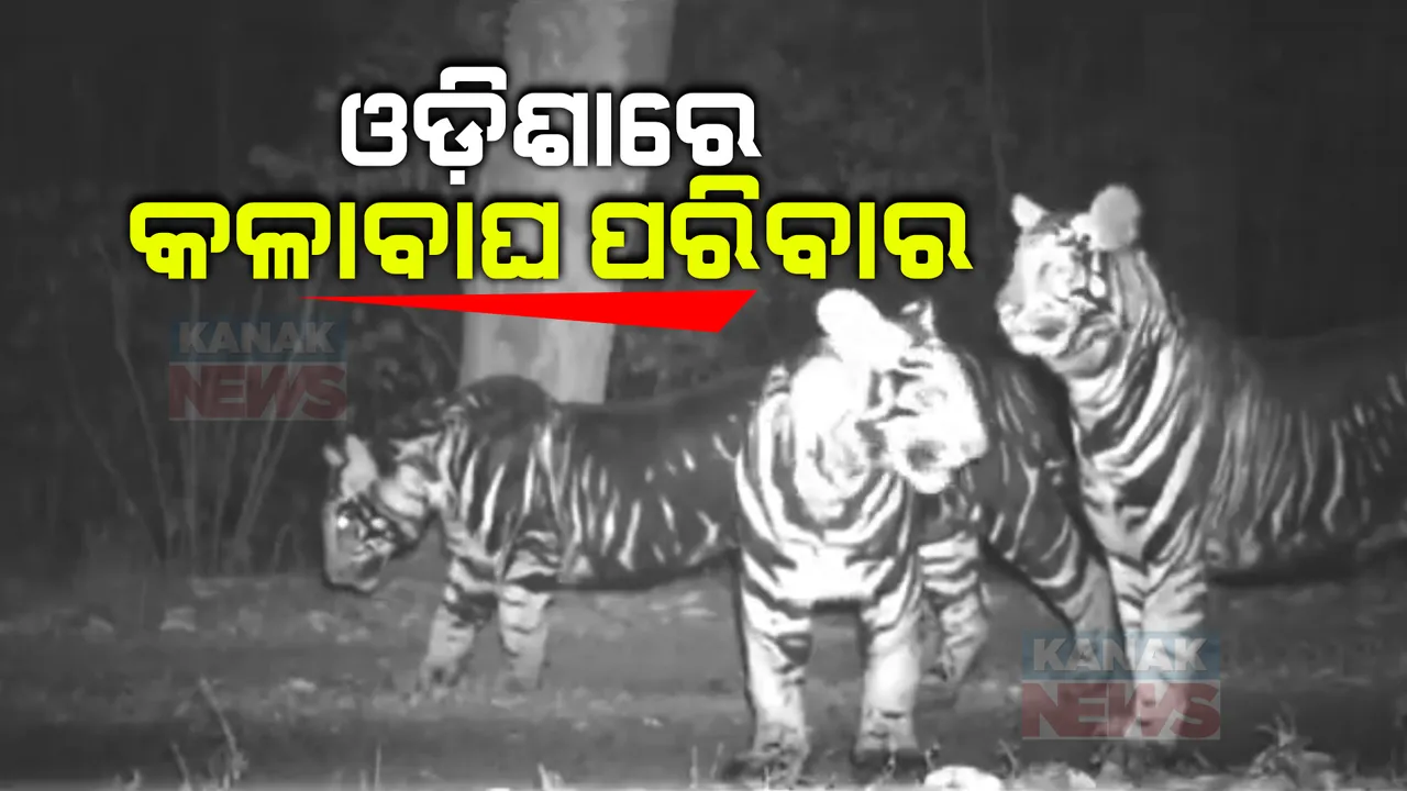  ଓଡ଼ିଶା ଜଙ୍ଗଲରେ ବୁଲୁଛନ୍ତି କଳାବାଘ ପରିବାର । ବିରଳ ମେଲାନିଷ୍ଟକଙ୍କ ପରିବାର ଭିଡିଓ କ୍ୟାମେରାରେ କଏଦ ।