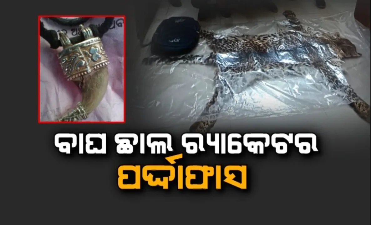  କଟକରୁ ବାଘ ଛାଲ ଜବତ ଘଟଣାରେ ୭ ଗିରଫ । ୬ ଅଭିଯୁକ୍ତ ଏବେ ବି ଫେରାର, ୨୦୧୯ରେ ବ୍ରହ୍ମପୁର ବରିହାକଟା ଜଙ୍ଗଲରେ ବାଘକୁ କରାଯାଇଥିଲା ଶିକାର
