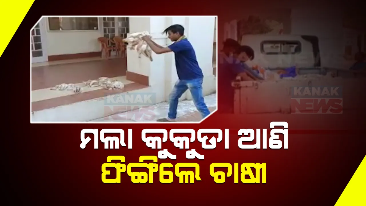  ୨୩ ଦିନରେ ପଶୁ ଡାକ୍ତରଙ୍କ ଆନ୍ଦୋଳନ: ଜିଲ୍ଲାପାଳ ଅଫିସରେ ମଲା କୁକୁଡା ଆଣି ଫିଙ୍ଗିଲେ ଚାଷୀ