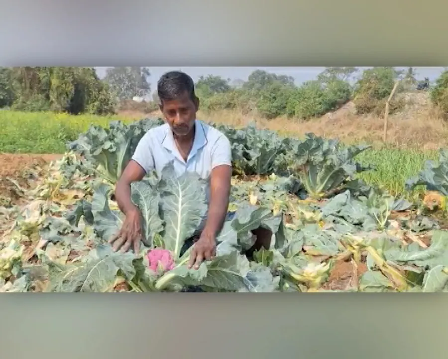  ବଜାରରେ ବଢୁଛି ରଙ୍ଗୀନ କୋବିର ଚାହିଦା । ପରୀକ୍ଷାମୂଳକ ଭାବେ ଚାଷ କରି ସଫଳ ହୋଇଛନ୍ତି କେନ୍ଦ୍ରାପଡାର କୃଷ୍ଣଚନ୍ଦ୍ର ବେହେରା