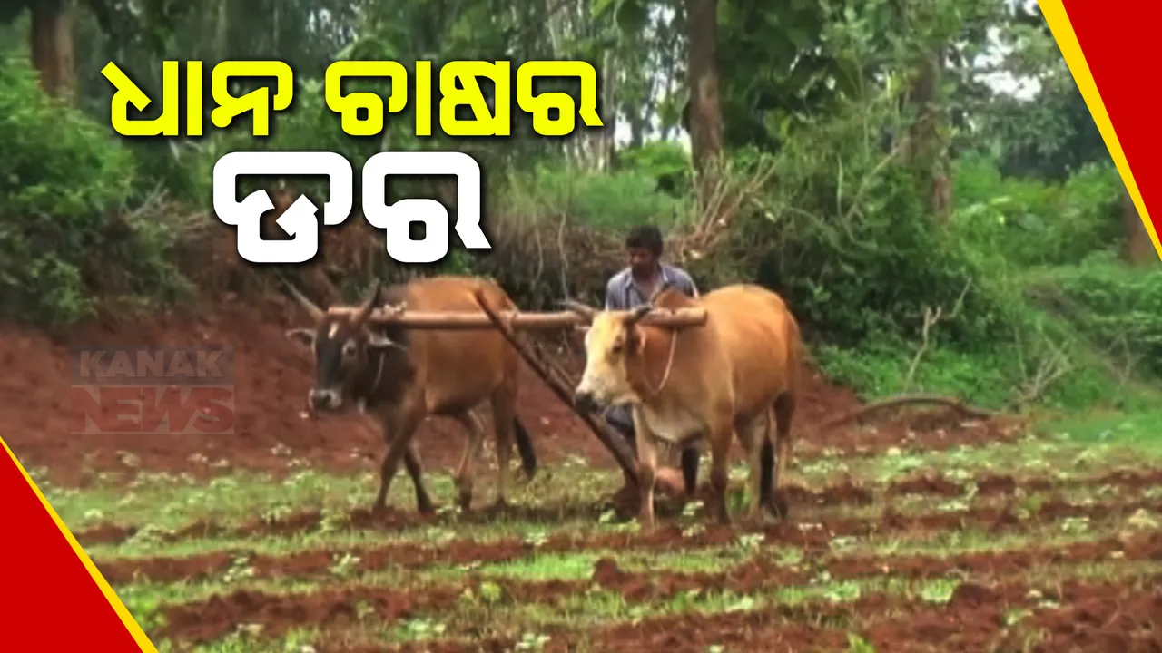  ଧାନ ଚାଷରୁ ମୁହଁ ଫେରାଉଛନ୍ତି ଚାଷୀ । ବର୍ଷା ଅଭାବ ସହ ଜଳସେଚନର ସମସ୍ୟା, ରାୟଗଡା ଜିଲ୍ଲାରେ ଅଚଳ ପ୍ରକଳ୍ପ ଯୋଗୁ ପଡୁଛି ପ୍ରଭାବ