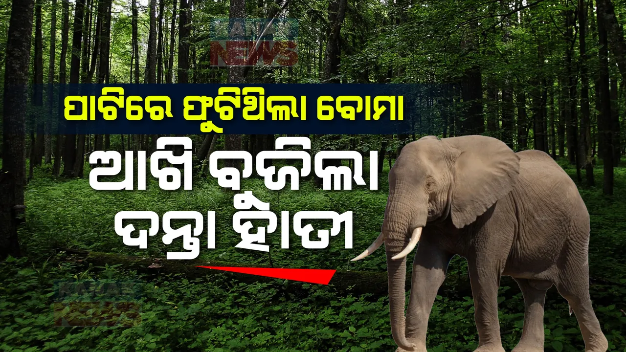  ପାଟିରେ ଫୁଟିଥିଲା ବୋମା, ଦୀର୍ଘଦିନ ଚିକିତ୍ସିତ ହେବା ପରେ ଭରତପୁର ଜଙ୍ଗଲରେ ଆଖି ବୁଜିଲା ଦନ୍ତା ହାତୀ ।