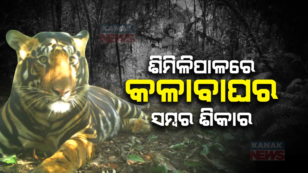  ଜଙ୍ଗଲ ଭିତରେ କ୍ୟାମେରାରେ କଏଦ ବାଘର ଶିକାର ଦୃଶ୍ୟ । ସୋସିଆଲ ମିଡିଆରେ ଭିଡିଓ ସେୟାର କଲେ ବରିଷ୍ଠ ବନ ଅଧିକାରୀ ।