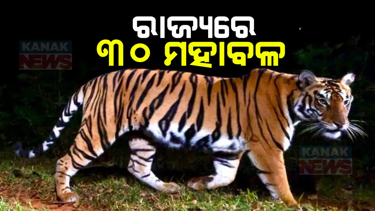  ଓଡିଶାରେ ଅଛନ୍ତି ୩୦ ମହାବଳ । ୧୩ଟି ପୁରୁଷ ମହାବଳ ଓ ୧୪ଟି ବାଘୁଣୀ ଚିହ୍ନିଟ । ଆସିଲା ରାଜ୍ୟର ବାଘ ଗଣନା ରିପୋର୍ଟ ।