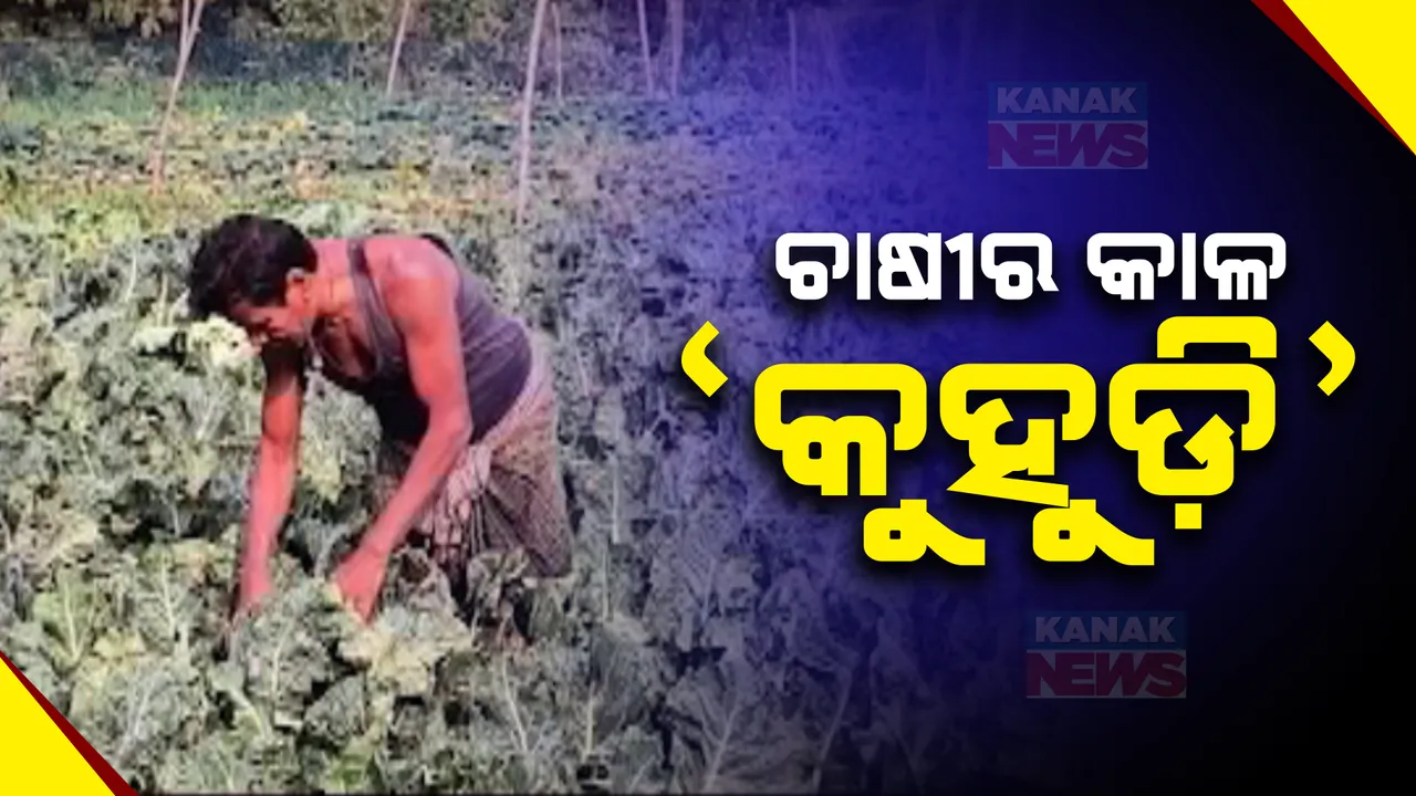  ଦିନ ଗୋଟାଏ ଯାଏଁ ପରିବା ବିଲରୁ ଛାଡୁନି କୁହୁଡି । ଖରା ହେଲେ ଜଳିଯାଉଛି ପତ୍ର, ଝଡି ପଡୁଛି ଫୁଲ । ଚିନ୍ତାରେ ନୀଳଗିରି ଚାଷୀ