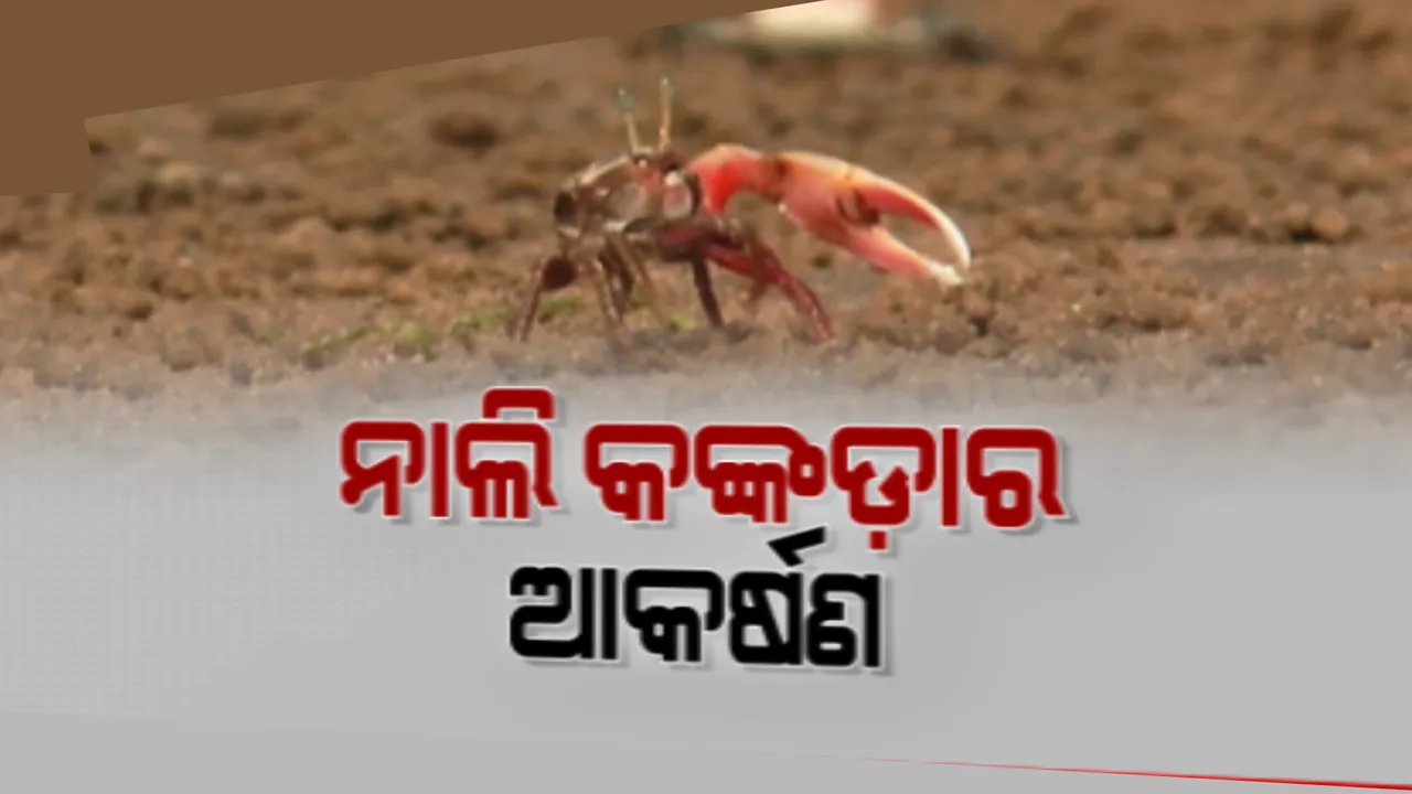  ଅସ୍ତରଙ୍ଗ ଗଙ୍ଗାଦେବୀ ପୀଠରେ ମାଙ୍ଗରୋଭ ରିଟ୍ରିଟ । ପର୍ଯ୍ୟଟକଙ୍କ ପାଇଁ ମୁଖ୍ୟ ଆକର୍ଷଣ ପାଲଟିଛନ୍ତି ନାଲିକଙ୍କଡା
